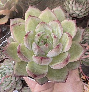 E. BLOOD PARROT POTE 9