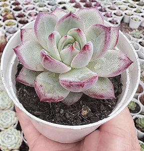 E. BLOOD PARROT POTE 9