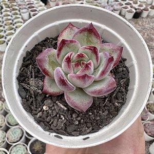 E. BLOOD PARROT POTE 9