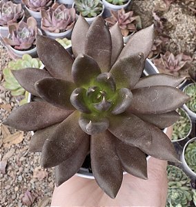E. GOTHIKA POTE 9