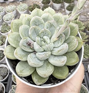 E. ELSA POTE 9