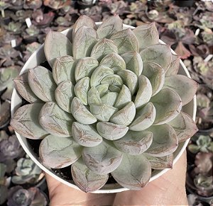E. ELSA POTE 9