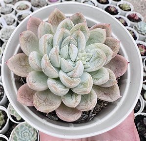 E. ELSA POTE 9