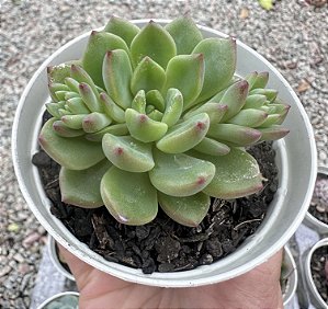 E. LUXFLORA POTE 9