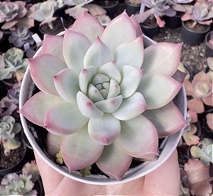 E. COLORATA AUTENTICA POTE 9