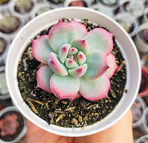 E. COLORATA AUTENTICA POTE 9