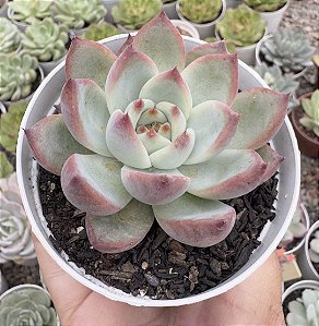 E. COLORATA AUTENTICA POTE 9