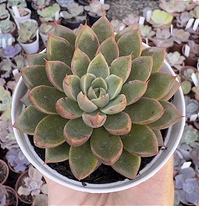 E. OBSCURIS POTE 9