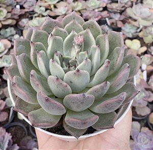 E. VEXARIA POTE 9