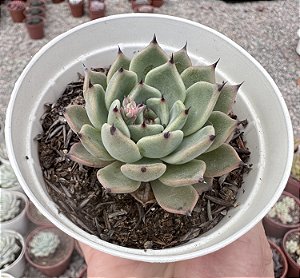 E. VEXARIA POTE 9