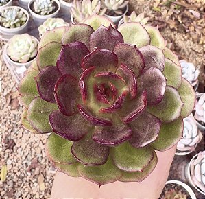 E. BLACK TAN POTE 9