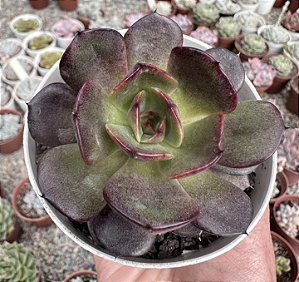 E. BLACK TAN POTE 9