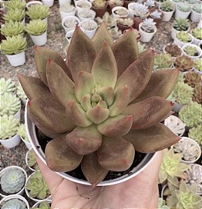 E. AGAVOIDES PSYCHE POTE 9