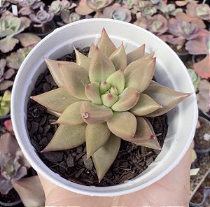 E. AGAVOIDES PSYCHE POTE 9
