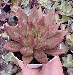 E. AGAVOIDES PSYCHE POTE 9