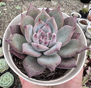 E. X COLORATA NAHUALA POTE 9