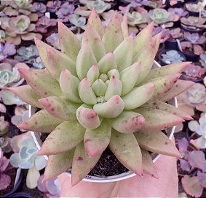 E. METEOR POTE 9