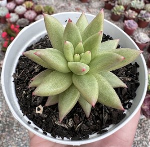 E. METEOR POTE 9