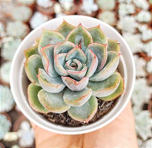 E. RUBRISA POTE 9