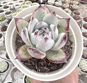 E. COLORATA ROOF POTE 9