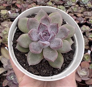E. PURPLE STONE POTE 9