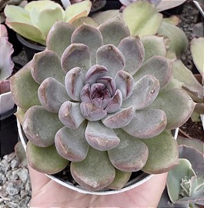 E. PURPLE STONE POTE 9
