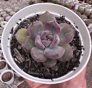 E. PURPLE STONE POTE 9