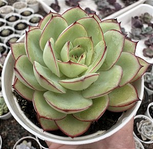 E. POLAMELA POTE 9