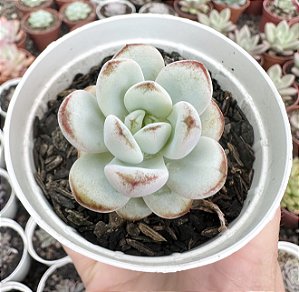 E. STAR SNOW POTE 9