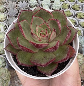 E. PASSO DOBLE POTE 9