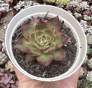 E. PASSO DOBLE POTE 9