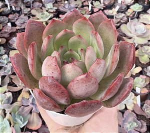 E. MADONA POTE 9