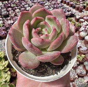 E. MADONA POTE 9