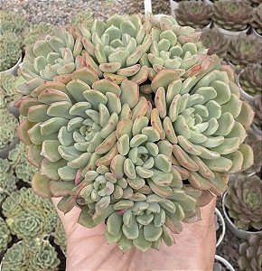 E. CUTE BUBBLE POTE 9