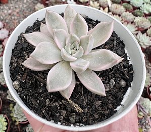 E. SCARLET VARIEGATA  POTE 9