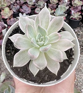 E. SCARLET VARIEGATA POTE 9