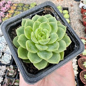 E. LIME´N CHILE POTE 7