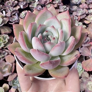 E. COLORATA DESERT HARMONY POTE 9