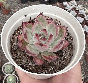 E. COLORATA DESERT HARMONY POTE 9