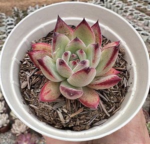 E. COLORATA DESERT HARMONY POTE 9