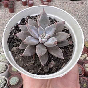 E. ARPON POTE 9