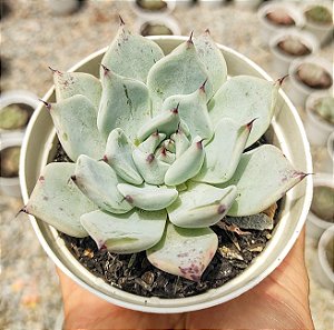 E. MALASANTA POTE 9