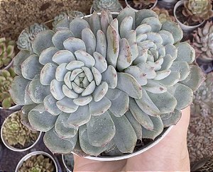 E. PINNOCIO POTE 9