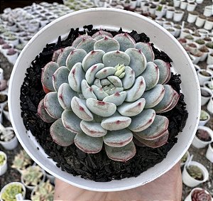 E. PINNOCIO POTE 9