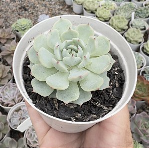 E. SITIFUKO NO BARA POTE 9