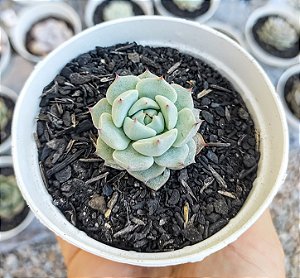 E. SITIFUKO NO BARA POTE 9
