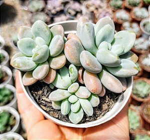 E. LOKO  COLÔNIA POTE 9