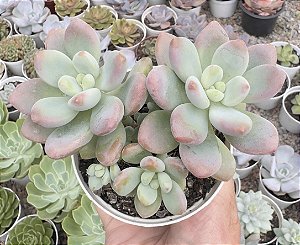 E. LOKO COLÔNIA POTE 9