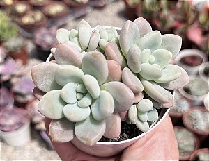 E. LOKO COLÔNIA POTE 9