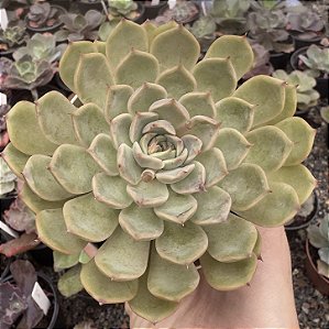 E. AURENTHIA POTE 9